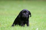 CANE CORSO 1236